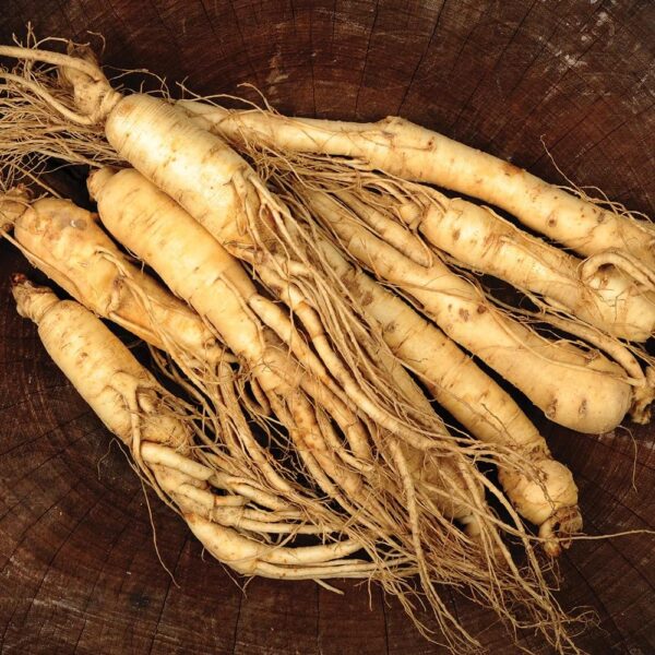 Votaniki American Ginseng Roots - Perennial Herb, Grow Your Own Ginseng (Panax Quinquefolius) | Ideal for Home Gardens and Farms, Easy to Grow