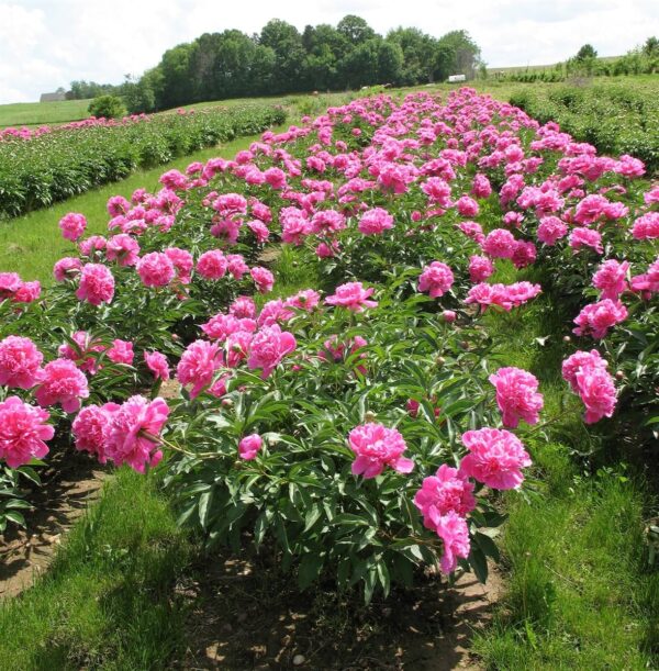 Votaniki Peony Edulis Superba - Perennials, Fragrant Blooms, Paeonia Lactiflora ‘Edulis Superba’ (Peony) | Peony Roots for Planting, Easy to Grow