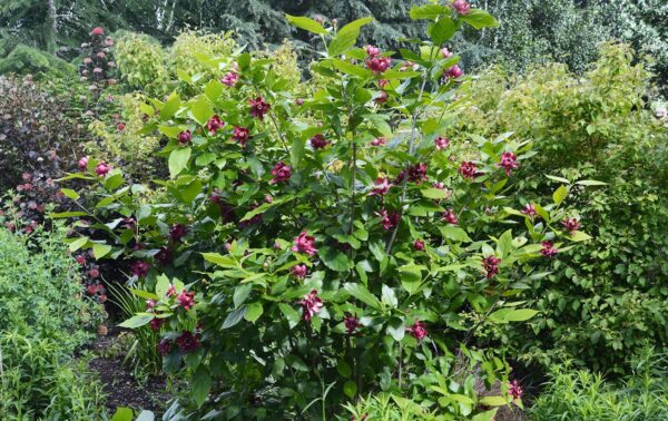 Votaniki Sweet Shrub Bush Live Plants Outdoor - Calycanthus Floridus Large Potted Shrub, 8-12" Tall Sweet Plants Beautiful Flowering Bushes Plants - Perennial Outdoor Plants Live Shrubs