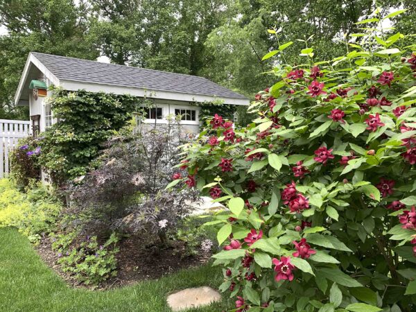 Votaniki Sweet Shrub Bush Live Plants Outdoor - Calycanthus Floridus Large Potted Shrub, 8-12" Tall Sweet Plants Beautiful Flowering Bushes Plants - Perennial Outdoor Plants Live Shrubs