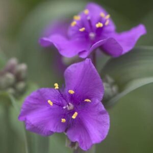 Votaniki Tradescantia Concord Grape - Perennial Wildflowers Concord Grape (Spiderwort) | Large Bulb Tubers, Easy to Grow