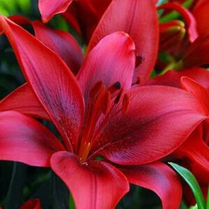 Votaniki Ducati Asiatic Lily Bulbs - Asiatic Lily Red Highland Flowering Bulbs for Planting | Sweet Fragrance, Large Blooms, Attracts Hummingbirds