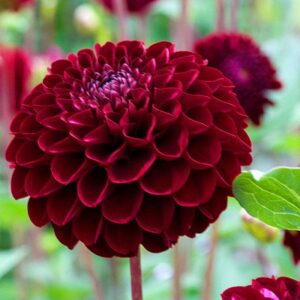 Votaniki Natal Dahlia Tubers - Perennials, Deep Red Dahlia 'Natal' | Perfect for Borders, in Pots Or As a Cut Flower, Easy to Grow