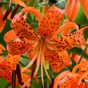 Votaniki Giant Lancifolium Tiger Lily Bulbs | Fragrant, Vibrant Colors | Easy to Grow | Perfect for Garden Borders, Cut Flowers, and Naturalizing