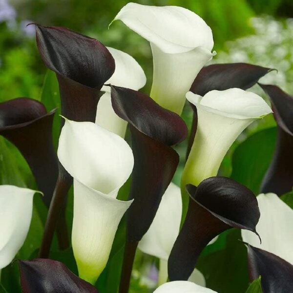 Votaniki Black & White Calla Lily Mix Bulbs - Long Lasting Blooms, Perennial Calla Lily Flower Bulbs | Perfect for Cut Flowers and Garden Beds - Easy to Grow and Low Maintenance