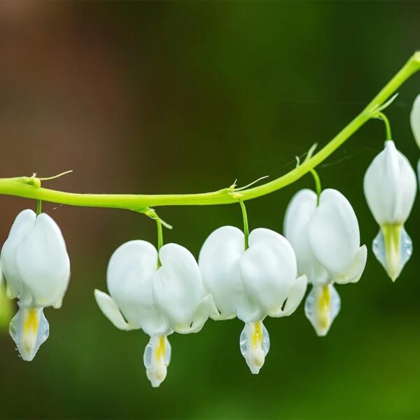 Votaniki White Bleeding Heart - Hardy Perennial, Dicentra Spectabilis ‘Alba’ (Bleeding Heart) | Spring & Summer Flower Bulbs, Easy to Grow