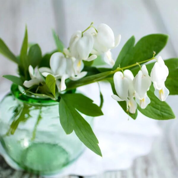 Votaniki White Bleeding Heart - Hardy Perennial, Dicentra Spectabilis ‘Alba’ (Bleeding Heart) | Spring & Summer Flower Bulbs, Easy to Grow