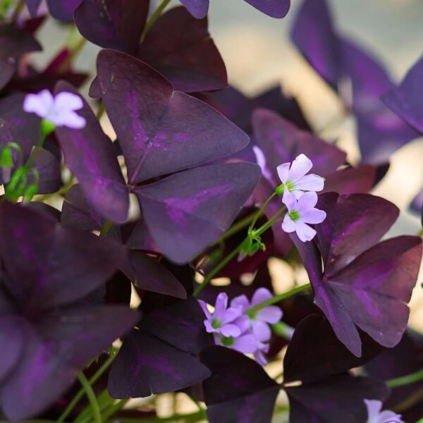 Votaniki Oxalis Triangularis 'Purple Shamrocks' - Perennial Oxalis Triangularis Bulbs for Planting | Dark Purple Foliage & Light Pink Flowers - Perfect for Indoor & Outdoor