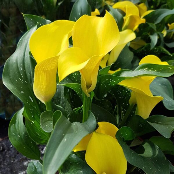 Votaniki Florex Gold Calla (Zantedeschia elliottiana) - Perennials, Calla Lily Bulbs for Planting | Great for Borders, Cutting Gardens, and Containers - Summer Flowers, Easy to Grow