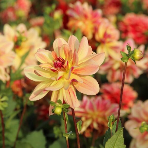 Votaniki Happpy Butterfly Dahlia - Perennials, Long Lasting Blooms, Dahlia Tubers for Planting | Summer Flowers, Good as Cut Flowers, Easy to Grow