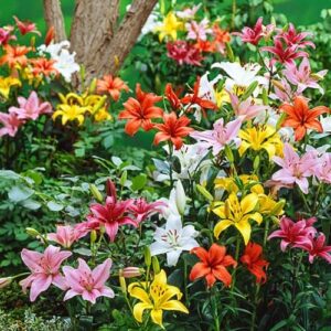 Votaniki Asiatic Lily Mixed Bulbs - Long Lasting Blooms, Trumpet Shaped Flowers | Perennial 'Lilium Asiatic' Lily - Easy to Grow