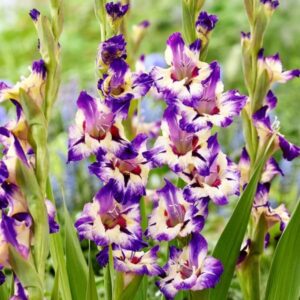 Votaniki Circus Color Gladiolus - Perennial Gladiolus Flower Bulbs for Planting | Summer Flowers, Long Lasting Blooms, Easy to Grow