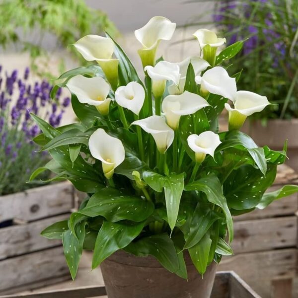 Votaniki Black & White Calla Lily Mix Bulbs - Long Lasting Blooms, Perennial Calla Lily Flower Bulbs | Perfect for Cut Flowers and Garden Beds - Easy to Grow and Low Maintenance