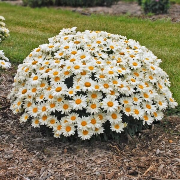 Votaniki Leucanthemum Superbum 'Whoops-a-Daisy' - Perennials, Shasta Daisy Plants 2 Inch Pot | Summer Flowers - Easy to Grow