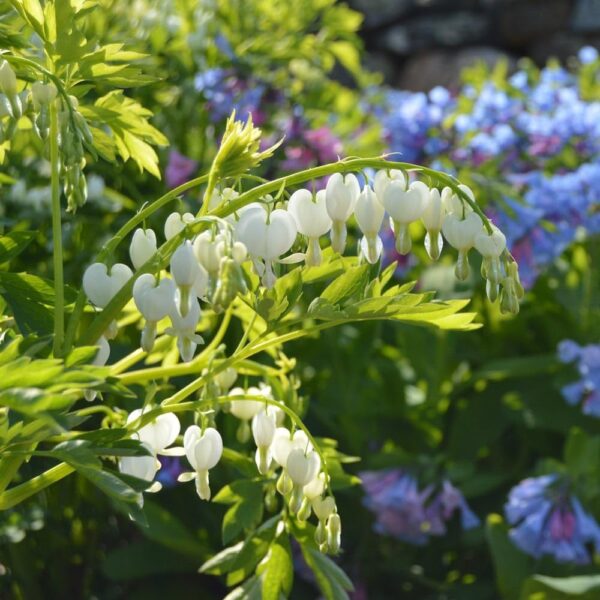 Votaniki White Bleeding Heart - Hardy Perennial, Dicentra Spectabilis ‘Alba’ (Bleeding Heart) | Spring & Summer Flower Bulbs, Easy to Grow