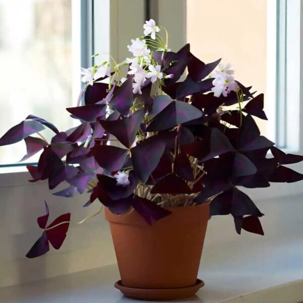 Votaniki Oxalis Triangularis 'Purple Shamrocks' - Perennial Oxalis Triangularis Bulbs for Planting | Dark Purple Foliage & Light Pink Flowers - Perfect for Indoor & Outdoor