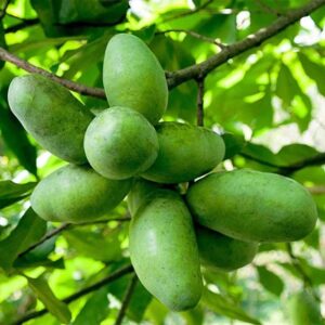 Votaniki Paw Paw Tree 3-4 Ft Tall - Long Lived, High Yielding, Asimina Triloba Paw Paw Fruit Tree Ready to Plant | Easy to Grow