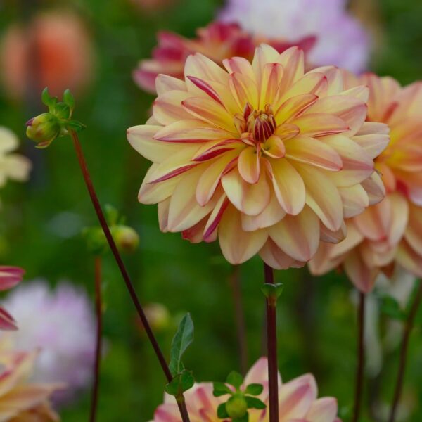 Votaniki Happpy Butterfly Dahlia - Perennials, Long Lasting Blooms, Dahlia Tubers for Planting | Summer Flowers, Good as Cut Flowers, Easy to Grow