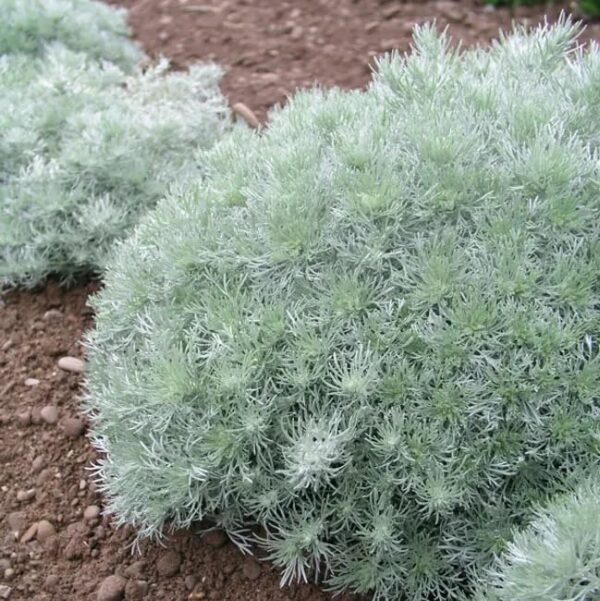 Votaniki Artemisia Silver Mound Bulbs - Perennials, Artemisia Schmidtiana ‘Silver Mound’ (Wormwood) | Perfect for Edging, Rock Gardens, Pots, & Ground Cover. - Easy to Grow