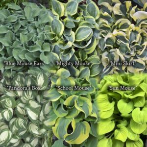 Votaniki Hosta Mini Mix 2 Inch Plants - Perennials, Mix Hosta Plants (Blue Mouse Ears, Mighty Mouse, Mini Skirt, Pandora's Box, School Mouse, Sun Mouse) | Easy to Grow