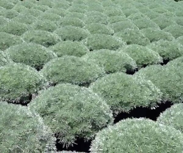 Votaniki Artemisia Silver Mound Bulbs - Perennials, Artemisia Schmidtiana ‘Silver Mound’ (Wormwood) | Perfect for Edging, Rock Gardens, Pots, & Ground Cover. - Easy to Grow