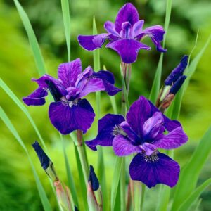 Votaniki Caesar's Brother Siberian Iris - Perennial Flowering Plant, Siberian Iris Rhizomes for Planting | Spring & Summer Flowers, Easy to Grow