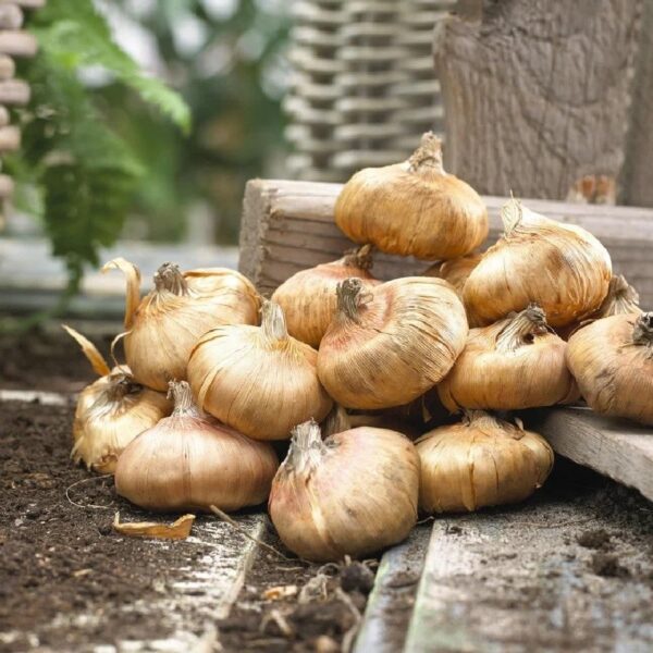 Votaniki Black Sea Gladiolus Bulbs - Perennial & Red Color Gladiolus 'Black Sea' | Summer Flowering Bulbs, Easy to Grow