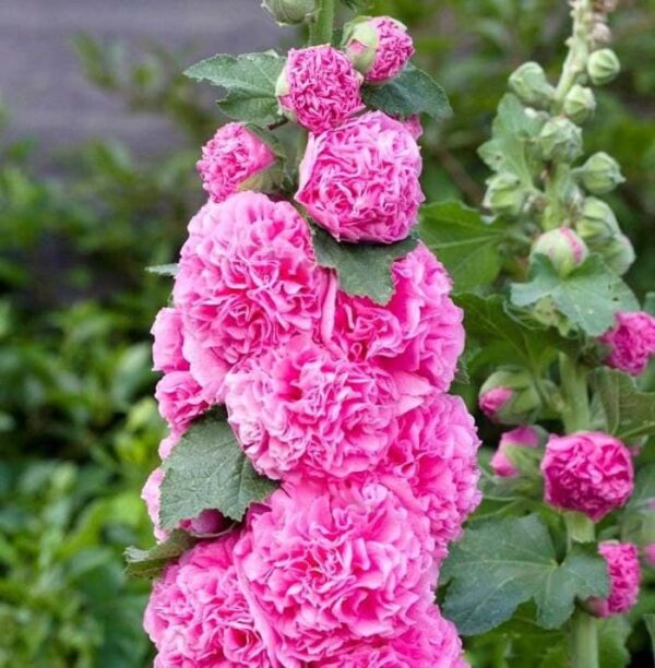 Votaniki Alcea Chaters Double Rose Pink Flowering Rhizome - Perennial, Long-Lasting Blooms, Attracts Pollinators | Pink Hollyhocks Rhizome for Planting, Easy to Grow