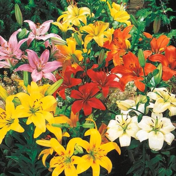 Votaniki Asiatic Lily Mixed Bulbs - Long Lasting Blooms, Trumpet Shaped Flowers | Perennial 'Lilium Asiatic' Lily - Easy to Grow