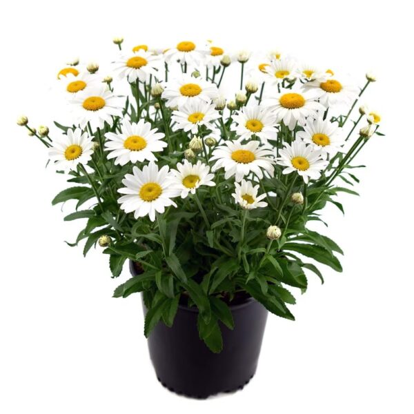 Votaniki Leucanthemum Superbum 'Whoops-a-Daisy' - Perennials, Shasta Daisy Plants 2 Inch Pot | Summer Flowers - Easy to Grow