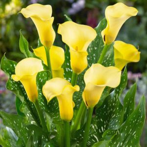 Votaniki Florex Gold Calla (Zantedeschia elliottiana) - Perennials, Calla Lily Bulbs for Planting | Great for Borders, Cutting Gardens, and Containers - Summer Flowers, Easy to Grow