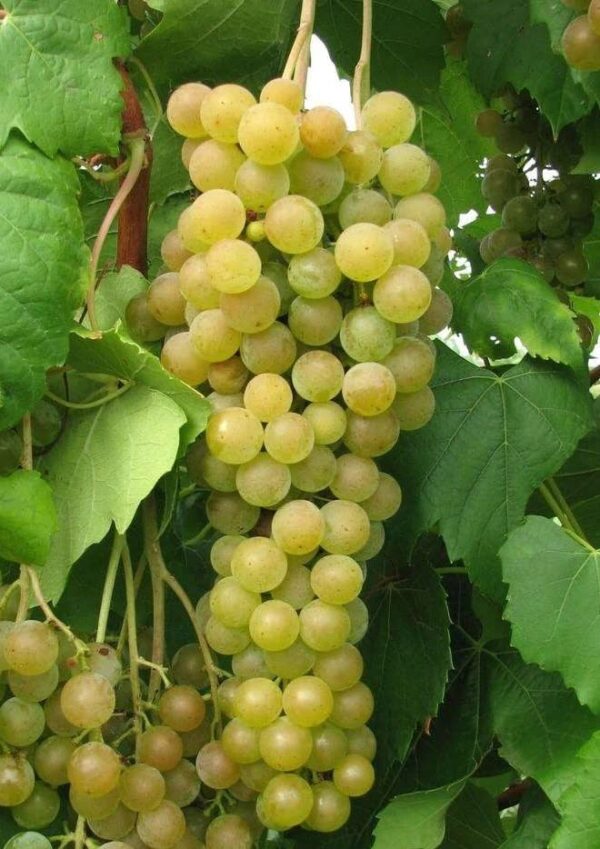 Votaniki Marquis Seedless Grape 1 Gallon Potted Plant 2 Year Old - High Yielding, Perennial Grape Vine Live Plant - Easy to Grow, Low Maintenance Grape Plant