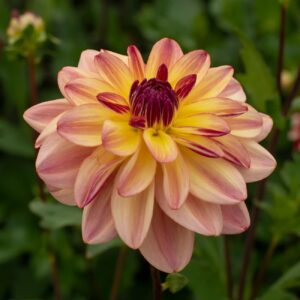 Votaniki Happpy Butterfly Dahlia - Perennials, Long Lasting Blooms, Dahlia Tubers for Planting | Summer Flowers, Good as Cut Flowers, Easy to Grow