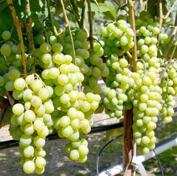 Votaniki Marquis Seedless Grape 1 Gallon Potted Plant 2 Year Old - High Yielding, Perennial Grape Vine Live Plant - Easy to Grow, Low Maintenance Grape Plant