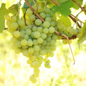 Votaniki Marquis Seedless Grape 1 Gallon Potted Plant 2 Year Old - High Yielding, Perennial Grape Vine Live Plant - Easy to Grow, Low Maintenance Grape Plant