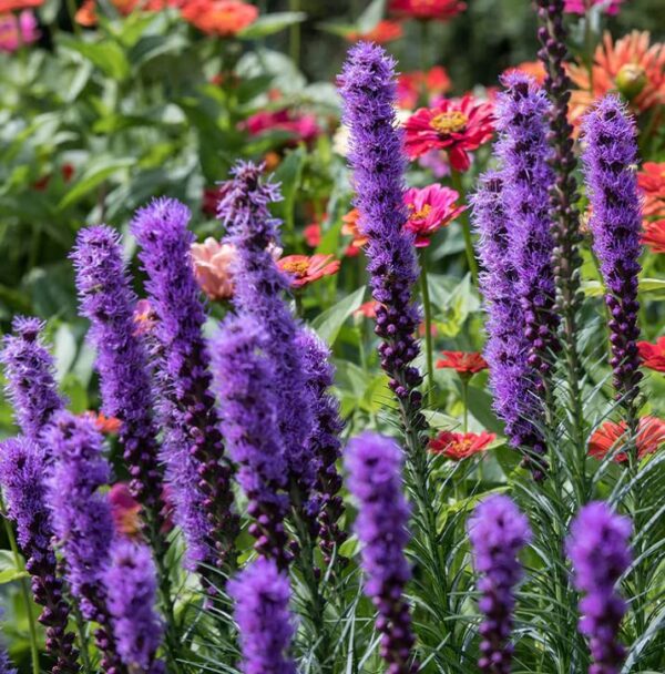 Votaniki Giant Liatris Spicata Blazing Star Bulbs - Purple Flowers, Easy to Grow | Liatris Bulbs - Perennial Wildflower