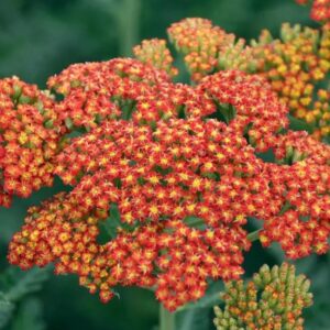 Votaniki Achillea Sassy Summer Sunset - Fragrant Orange and Yellow Flowers, Yarrow XL Root #1 for Planting | Easy to Grow, Blooming All Summer Long