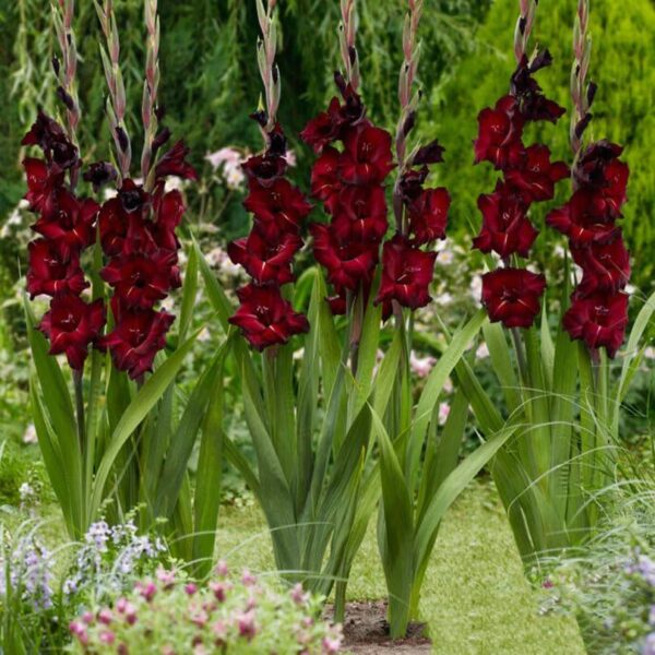 Votaniki Black Sea Gladiolus Bulbs - Perennial & Red Color Gladiolus 'Black Sea' | Summer Flowering Bulbs, Easy to Grow