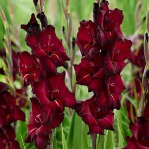 Votaniki Black Sea Gladiolus Bulbs - Perennial & Red Color Gladiolus 'Black Sea' | Summer Flowering Bulbs, Easy to Grow