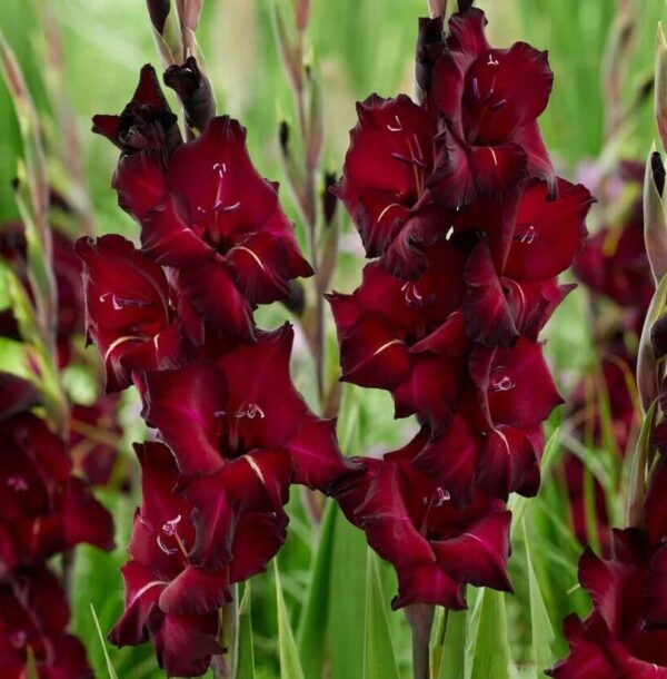 Votaniki Black Sea Gladiolus Bulbs - Perennial & Red Color Gladiolus 'Black Sea' | Summer Flowering Bulbs, Easy to Grow