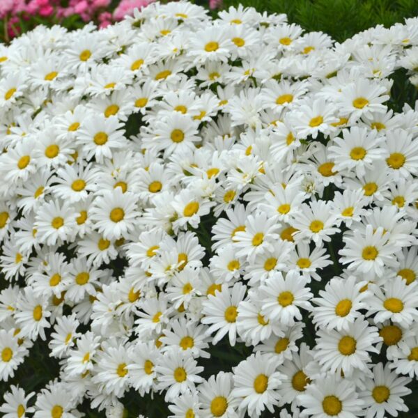 Votaniki Leucanthemum Superbum 'Daisy May' Daisy Duke - Perennials, Shasta Daisy Plants 2 Inch Pot | Ideal for Mixed Borders, Cottage Gardens, and Containers - Summer Flowers, Easy to Grow