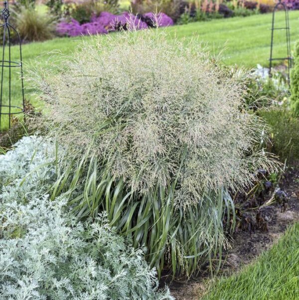 Votaniki 'Niagara Falls' Switch Grass Panicum Virgatum - Perennial Ornamental Grass Roots for Planting, Perfect for Garden Borders, Mass Plantings, Focal Points, & Erosion Control