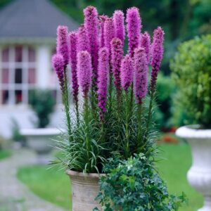 Votaniki Giant Liatris Spicata Blazing Star Bulbs - Purple Flowers, Easy to Grow | Liatris Bulbs - Perennial Wildflower