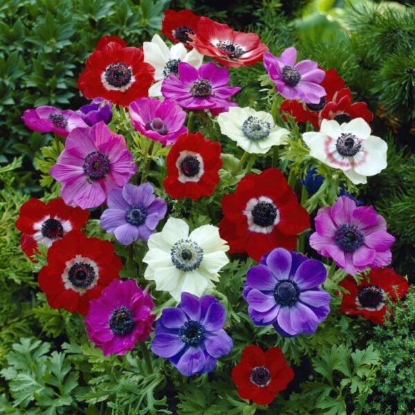 Votaniki Anemone De Caen Mix Bulbs - Long Lasting Vibrant and Colorful Flowers for Garden - Perennial, Fast Growing Anemone Flower Bulbs for Planting