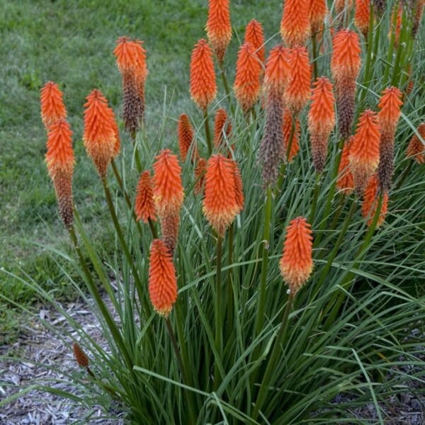 Votaniki Joker's Wild Red Hot Poker Bulbs - Long Lasting Blooms, Perennial Kniphofia | Perfect for Eye Catching Garden Display - Fast Growing and Low Maintenance