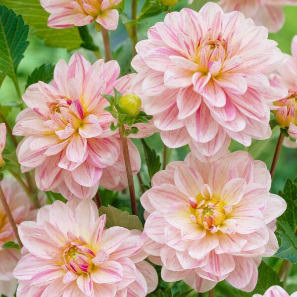 Votaniki Decorative Dahlia Bonesta - Perennials, Dahlia Tubers for Planting | Summer Flowering Dahlia, Suitable for Growing in Pots & Containers, Easy to Grow