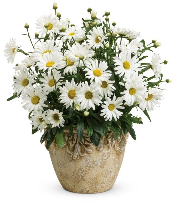 Votaniki Leucanthemum Superbum 'Daisy May' Daisy Duke - Perennials, Shasta Daisy Plants 2 Inch Pot | Ideal for Mixed Borders, Cottage Gardens, and Containers - Summer Flowers, Easy to Grow