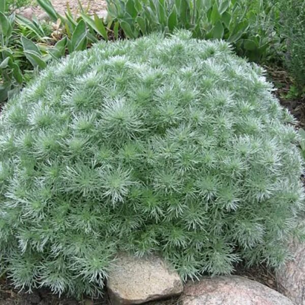 Votaniki Artemisia Silver Mound Bulbs - Perennials, Artemisia Schmidtiana ‘Silver Mound’ (Wormwood) | Perfect for Edging, Rock Gardens, Pots, & Ground Cover. - Easy to Grow