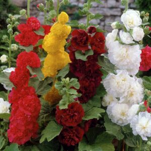 Votaniki Hollyhock Mix Roots for Planting - Attracts Pollinators, Large Blooms, Perennial Hollyhock Flower Roots | Easy to Grow, Perfect for Cut