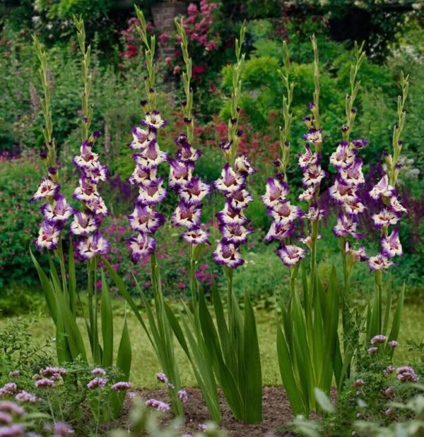 Votaniki Circus Color Gladiolus - Perennial Gladiolus Flower Bulbs for Planting | Summer Flowers, Long Lasting Blooms, Easy to Grow